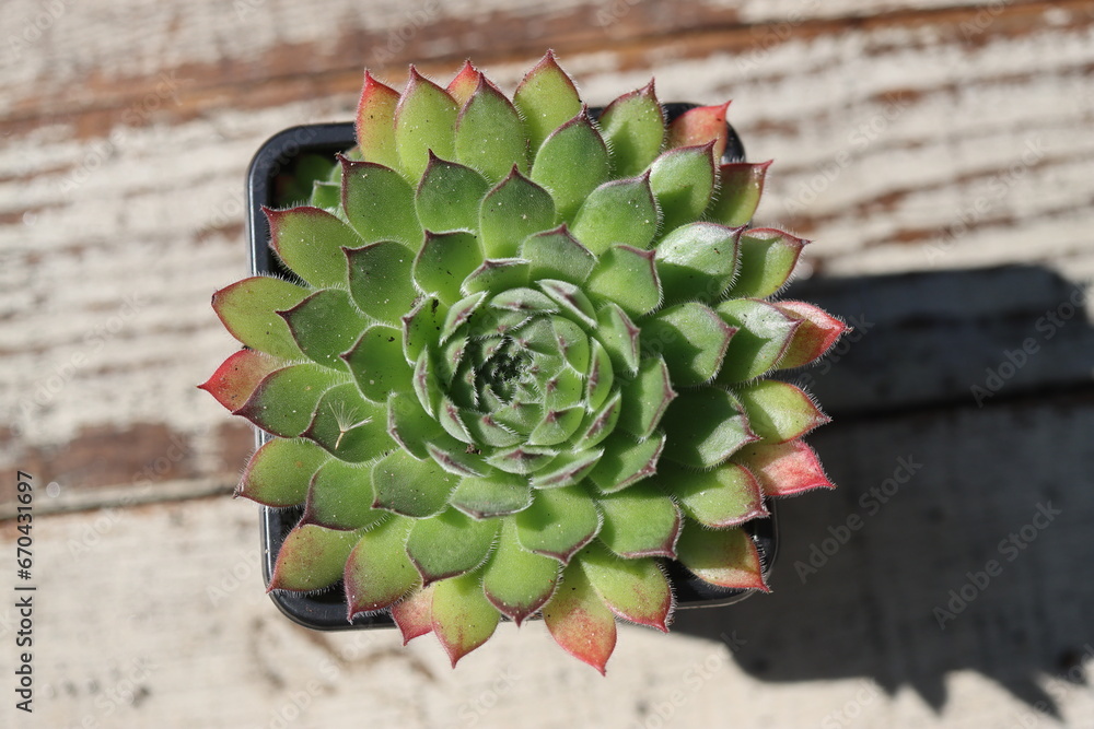 Naklejka premium rojnik ciemnozielony sempervivum