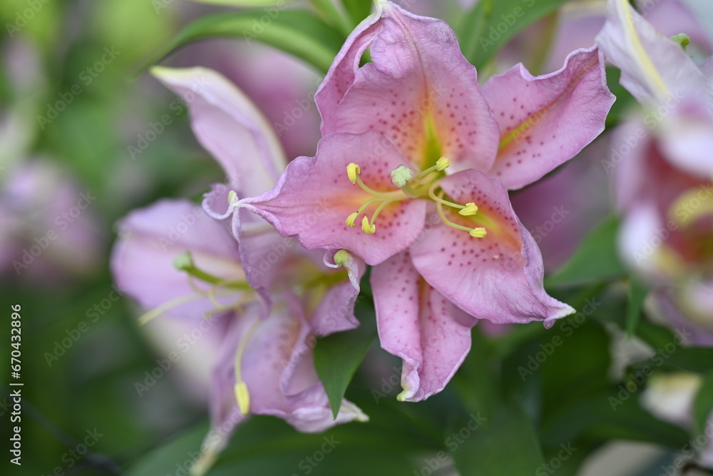 美しい満開のユリの花の香りに誘われて 美しい満開のユリの花の香りに誘われて
