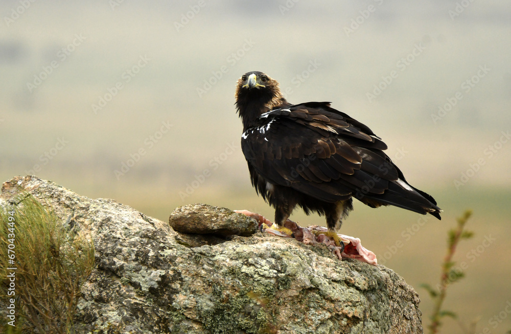 Fototapeta premium Aguila imperial en la campiña abulense. Avila. España