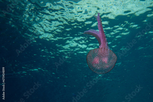 Feuerqualle im Mittelmeer -Pelagia noctiluca photo