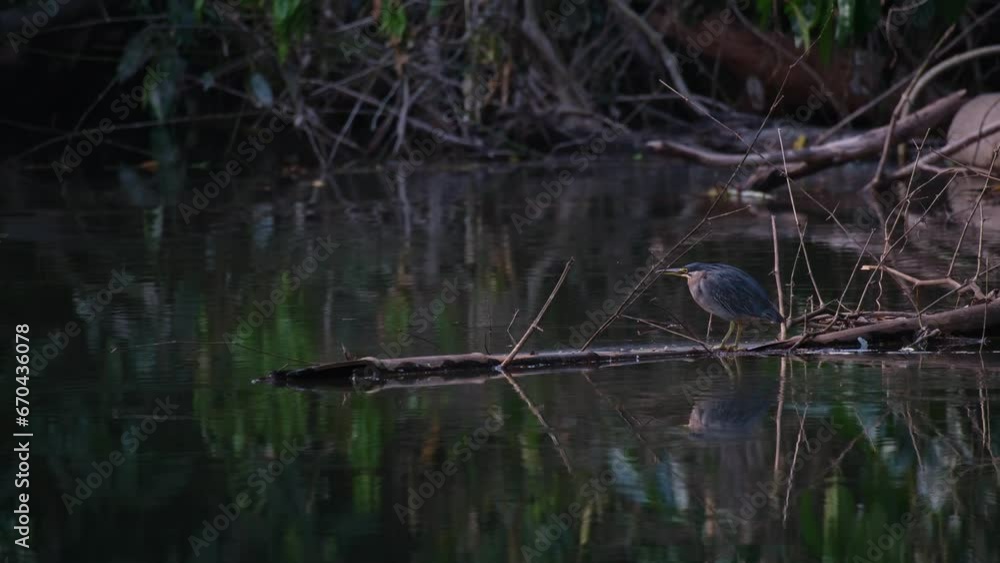 Seen on a log getting ready to eat before the night as fishes around it jumping out of the water inviting it to feast, Striated Heron Butorides Striata, Thailand Seen on a log getting ready to eat before the night as fishes around it jumping out of the water inviting it to feast, Striated Heron Butorides Striata, Thailand