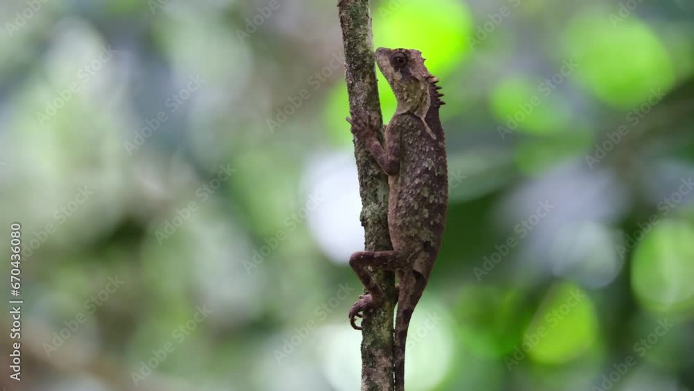 Camera zooms out as this individual seen wrapped around this small tree as it tilts its head and breathes, Scale-bellied Tree Lizard Acanthosaura lepidogaster, Thailand Camera zooms out as this individual seen wrapped around this small tree as it tilts its head and breathes, Scale-bellied Tree Lizard Acanthosaura lepidogaster, Thailand