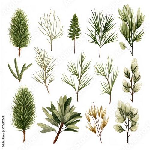 Set of pine branches and leaves isolated on white background. illustration. © Alex