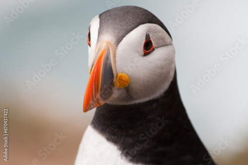 Skomer Puffin Close Up