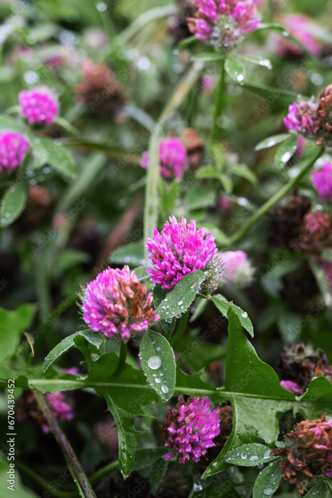 Purple flowers in the forest with dew after rain on leaves Purple flowers in the forest with dew after rain on leaves