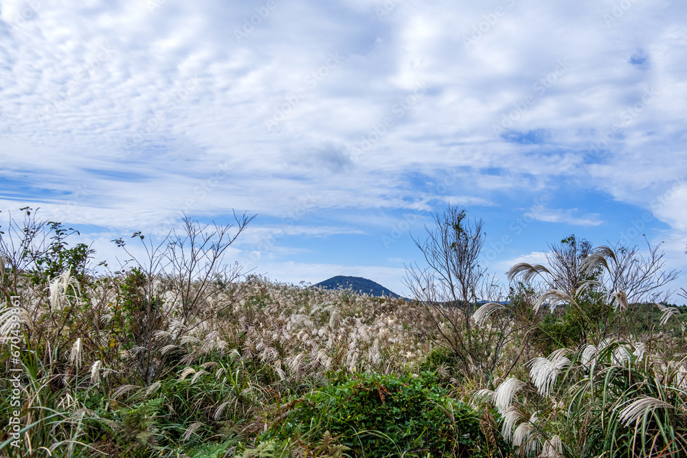 The beautiful silver grass and autumnal blue sky.