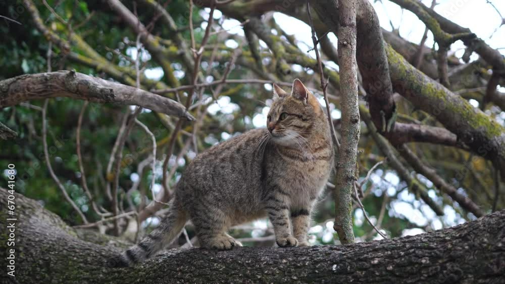 Gray striped cat resting on the tree, basking in the sun, waking up, and yawning. Pet relaxation. Gray striped cat resting on the tree, basking in the sun, waking up, and yawning. Pet relaxation.