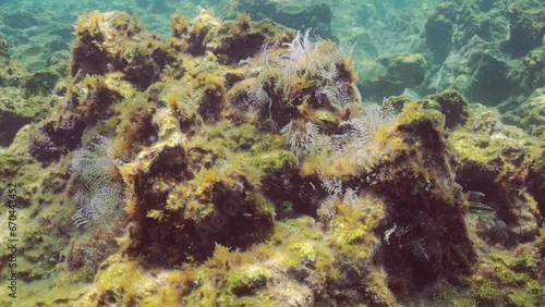 Christmas tree hydroid (Pennaria disticha) on rocks covered with algae sways in tidal marine current in sunrays, Mediterranean sea, Slow motion photo