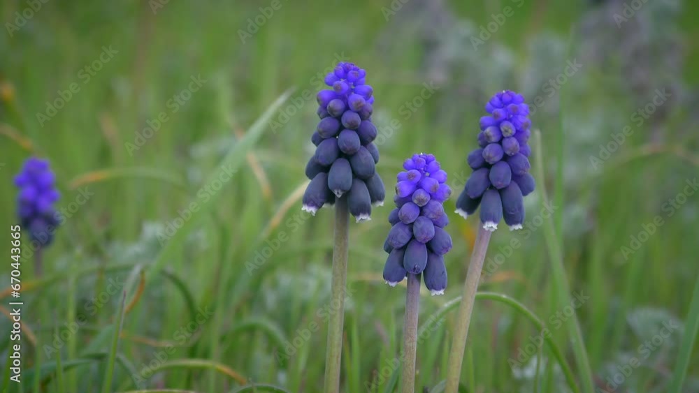 Three blue Starch Grape Hyacinth (Muscári) flowers against grass, slow zoom. Three blue Starch Grape Hyacinth (Muscári) flowers against grass, slow zoom.