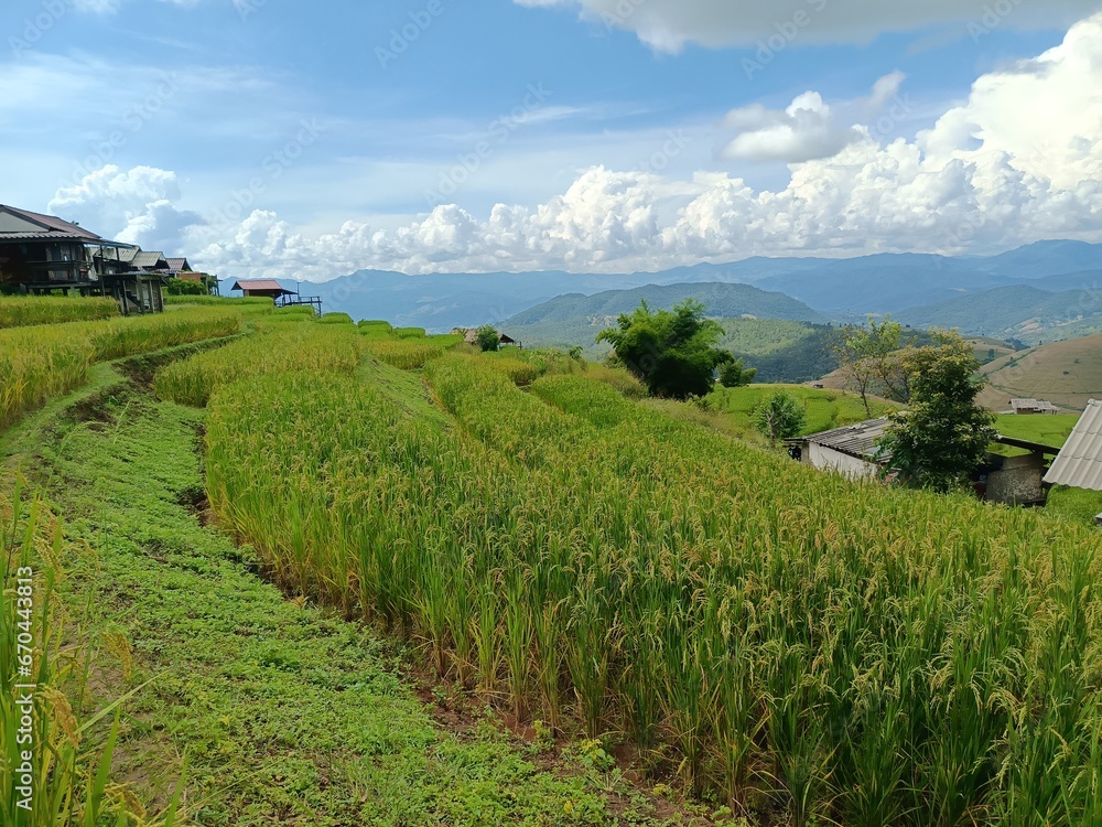 View of mountains, sky, rice fields, Pong Piang forest, rice plants, trees, forest, nature
