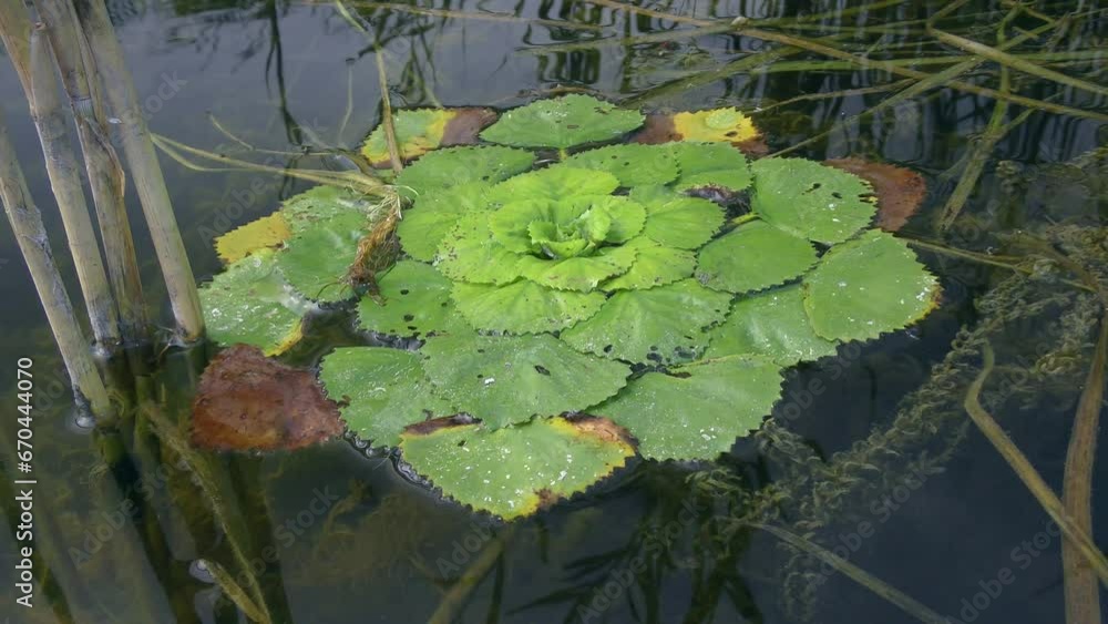 Invasive species: Jesuit's Nut (Trapa natans) sway to the beat of the waves on the surface of the freshwater reservoir. Invasive species: Jesuit's Nut (Trapa natans) sway to the beat of the waves on the surface of the freshwater reservoir.