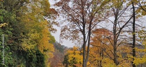 Autumn in the forest  mountain covered by autumn colours.