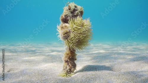 Mediterranean snakelocks sea anemone (Anemonia sulcata) settled on mooring rope protruding from sand seabed and swaying in bright sun rays on blue water background, Mediterranean sea, Slow motion photo