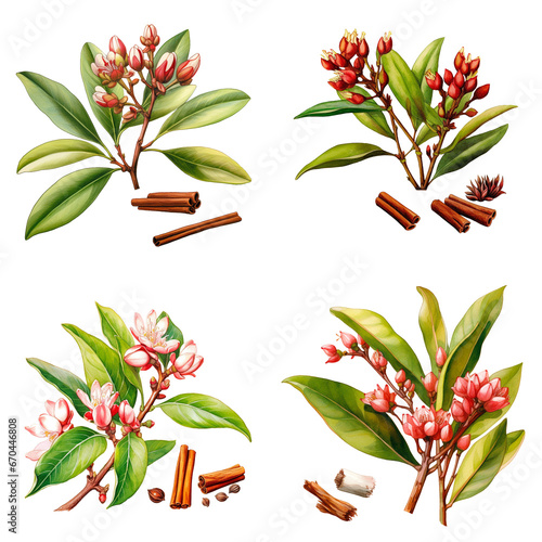 Set of watercolor flower buds of the clove tree isolated on transparent background	
 photo