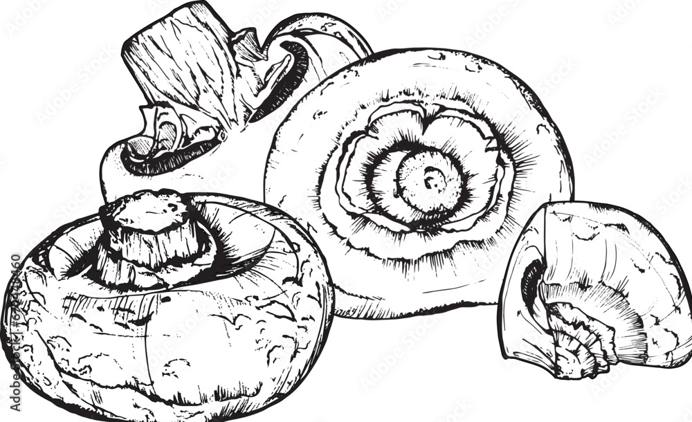 Mushroom composition of champignons, hand-drawn black and white graphics, translated into vector. Illustration isolated for printing on fabric, packaging, prints, stickers, posters, cards Mushroom composition of champignons, hand-drawn black and white graphics, translated into vector. Illustration isolated for printing on fabric, packaging, prints, stickers, posters, cards