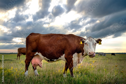 A brown cow with a full large udder eats grass in a green meadow.