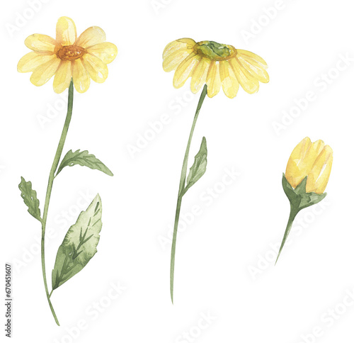 Watercolor gold marigold flower clip art, wildflower illustration set, yellow gold marigold meadow floral clipart, medical flower photo