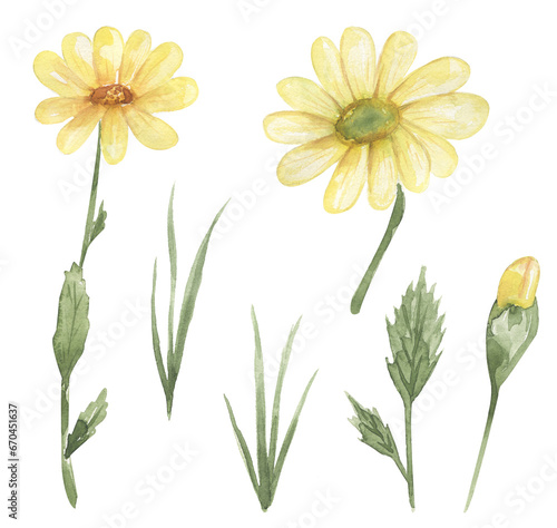 Watercolor gold marigold flower and grass clip art, wildflower illustration set, yellow gold marigold meadow floral clipart, medical flower © MayaNavits