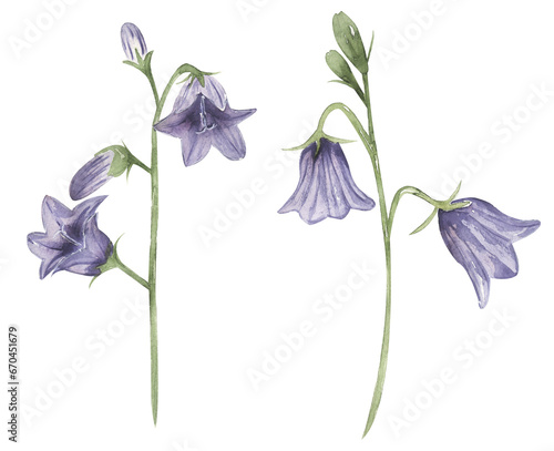 Watercolor harebell flower clip art, wildflower illustration set, harebell meadow floral clipart, medical flower photo