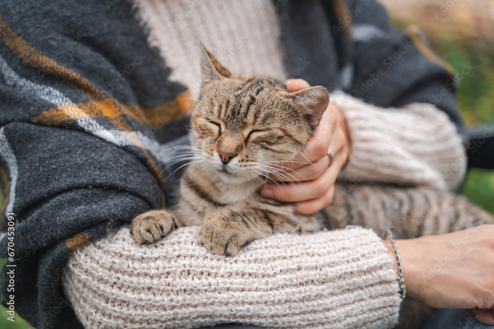 Obraz premium Portrait of a beautiful gray cat sitting in the arms of female owner in a warm sweater