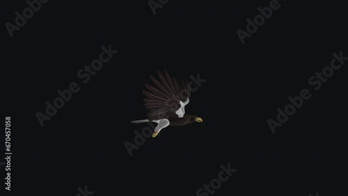 Sea Eagle - Flying Loop - Side View - Realistic 3D animation isolated on transparent background with alpha channel photo