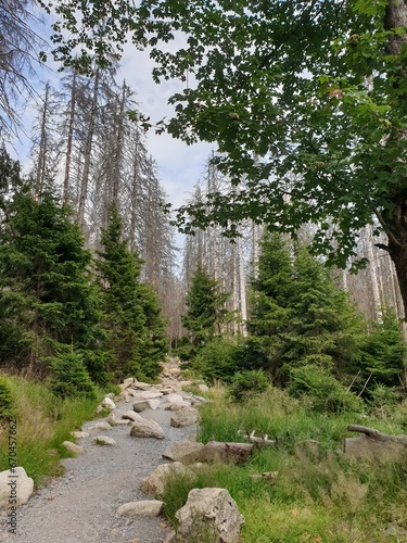 Waldsterben im Harz, abgestorbene Bäume am Brocken.