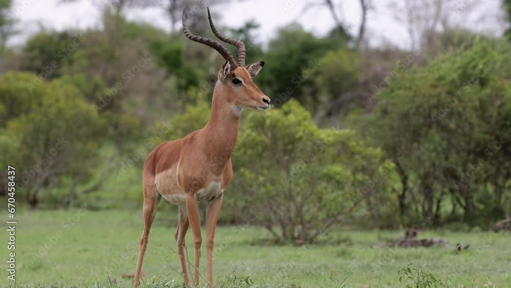 An impala ram keeping an eye on the lioness An impala ram keeping an eye on the lioness