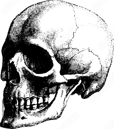Vintage Vector Skull Illustration 
