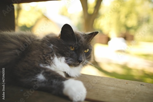 Majestic long haired cat basking in the sun perched atop a rustic wooden bench