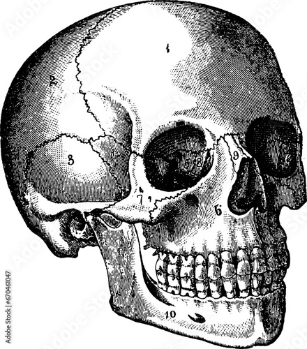 Vintage Vector Skull Illustration 