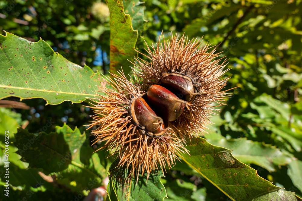 Ouriço no castanheiro com castanhas já maduras e boas para comer Ouriço no castanheiro com castanhas já maduras e boas para comer