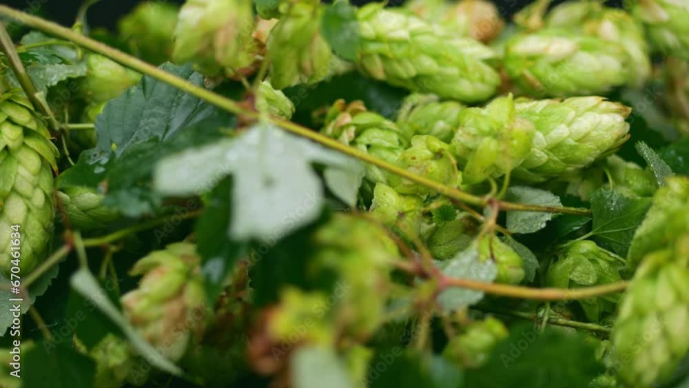 Appealing display of sunlit hop bush and cones. Appealing display of sunlit hop bush and cones.