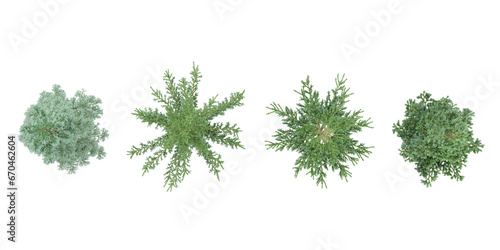 Cedar fir pine trees top view for landscape plan and architecture layout