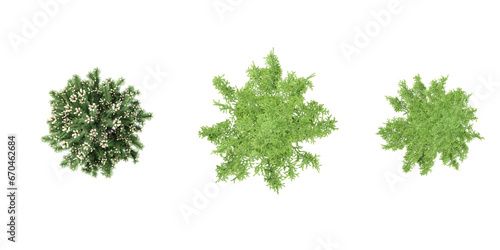 Juniper Cedar trees shape top view cut out transparent backgrounds 3d rendering