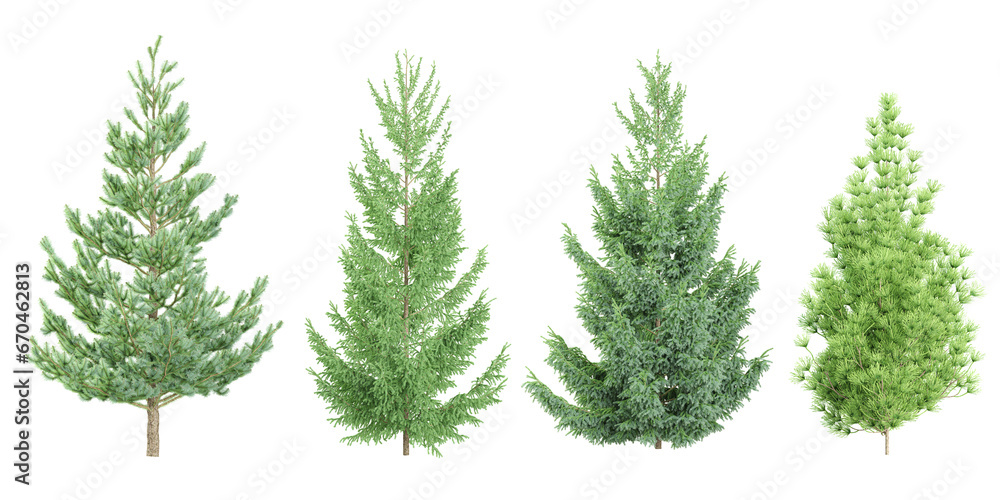 Poolside Plant,Cedar,Spruce Trees isolated on white background, tropical trees isolated used for architecture