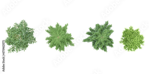 Poolside Plant,Cedar,Spruce Trees top view on transparent background,architecture visualization