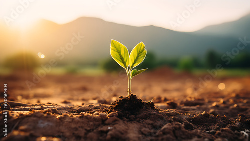 Wallpaper Mural Young plants growing in arid soil, environmental concept. Torontodigital.ca