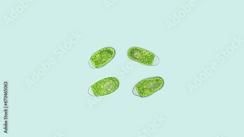 Zoospores algae Chlorophyta under microscope, possible Oedogonium sp. Resulting from vegetative reproduction are motile and may often be found swimming around prior to settling on a substratum settle. photo