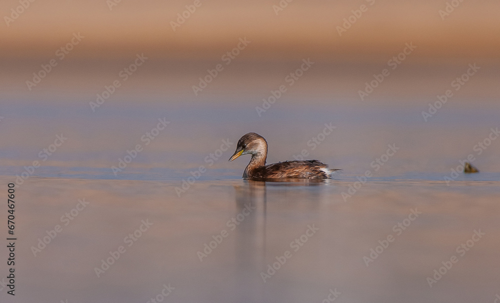 Little Grebe (Tachybaptus ruficollis) is lives in suitable wetlands in America, Asia, Europe and Africa. It is usually seen on lake shores.They feed on fish and molluscs,
