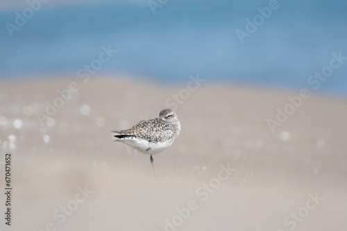 A grey plover sleeping in a sand beach
