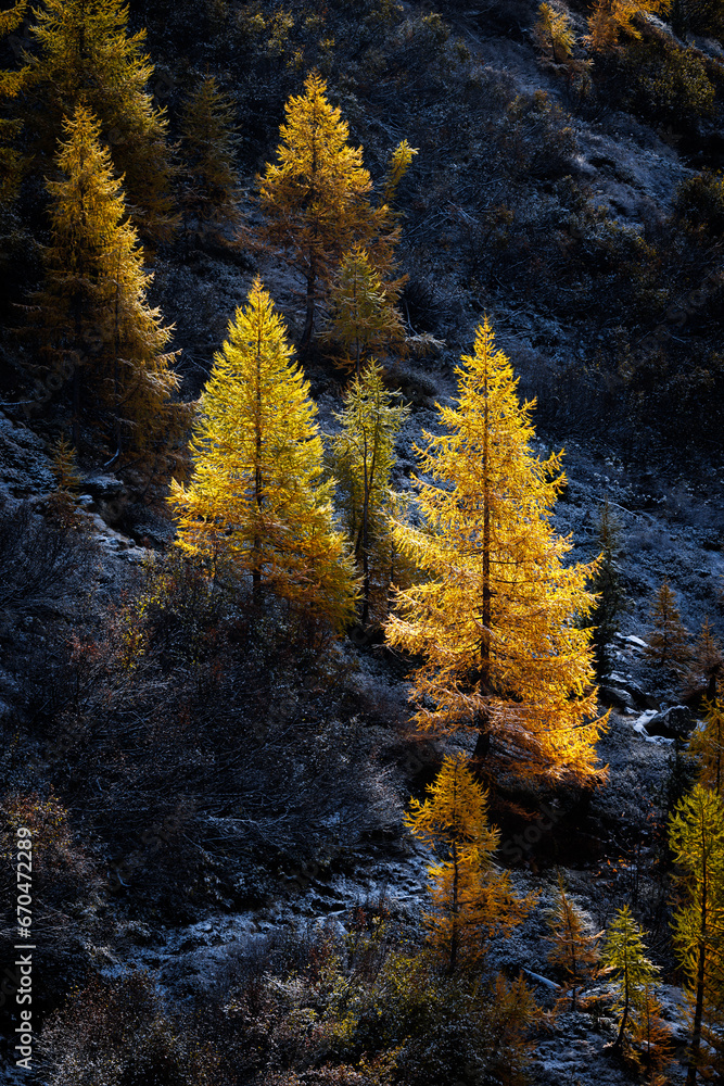 European larch (Larix decidua) in autumn in Valais