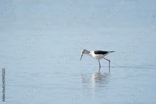 Black-winged stilt eating in blue water background wetland