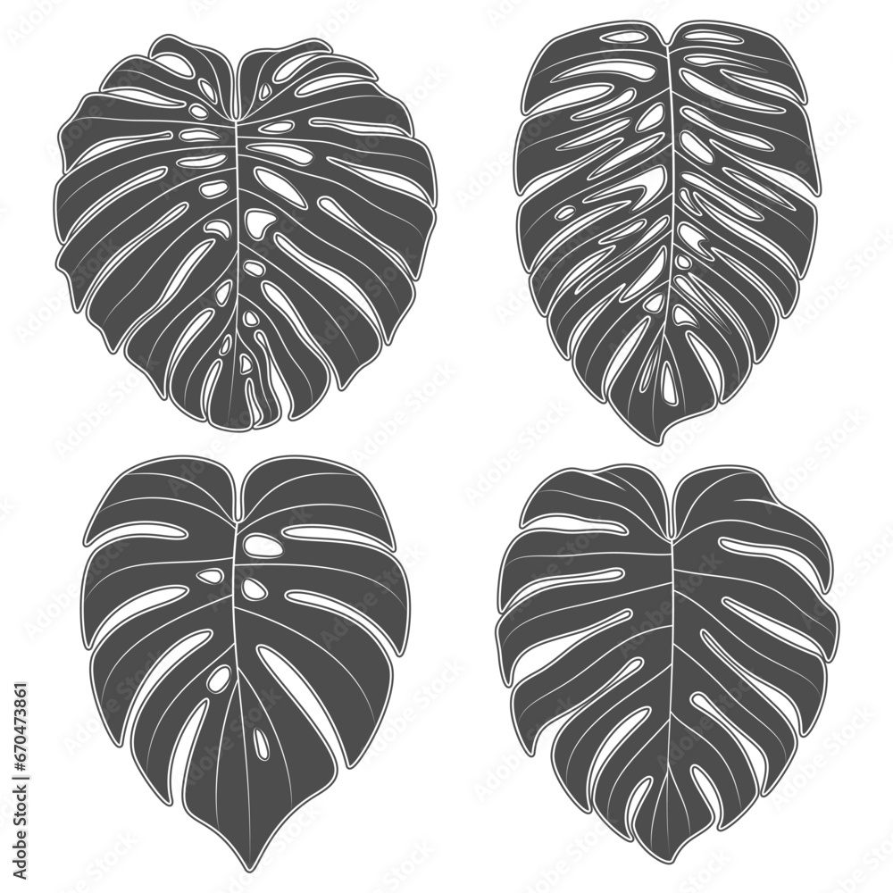 Set of black and white illustrations with monstera creeper plant leaves. Isolated vector objects on white background. Set of black and white illustrations with monstera creeper plant leaves. Isolated vector objects on white background.