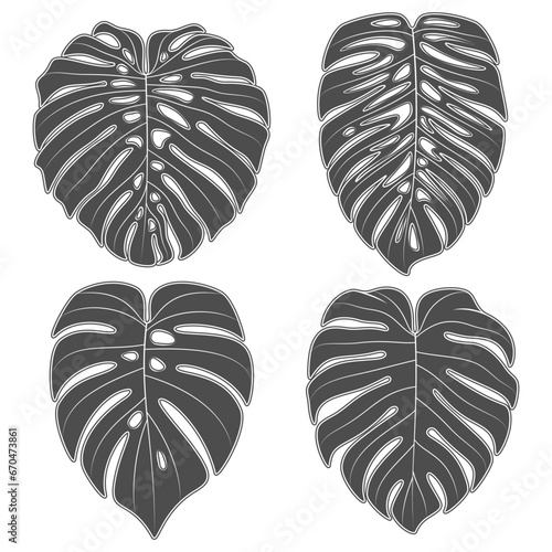 Set of black and white illustrations with monstera creeper plant leaves. Isolated vector objects on white background.