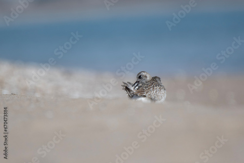 A grey plover cleaning himself in a sand beach