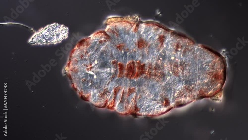 Tardigrade drying out and entering tun state to become resistant and almost immortal