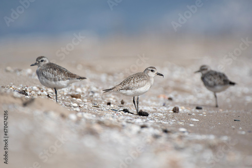 Three grey plover in a sand beach