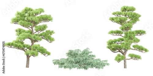 Jungle Pine Pinus massoniana trees shapes cutout 3d render set