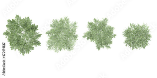 Photorealistic 3D render of  Silver birch trees in autumn on transparent background, best for illustration, digital composition, architecture visualization