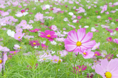 Garden cosmos flowers field. A field of dark pink  light pink and white cosmos. Beautiful scenery of vibrant nature. Cosmos bipinnatus commonly called the garden cosmos or Mexican aster.